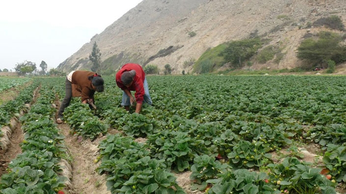 El que los pequeños productores agrarios no reciban el apoyo necesario es principalmente un asunto de poder